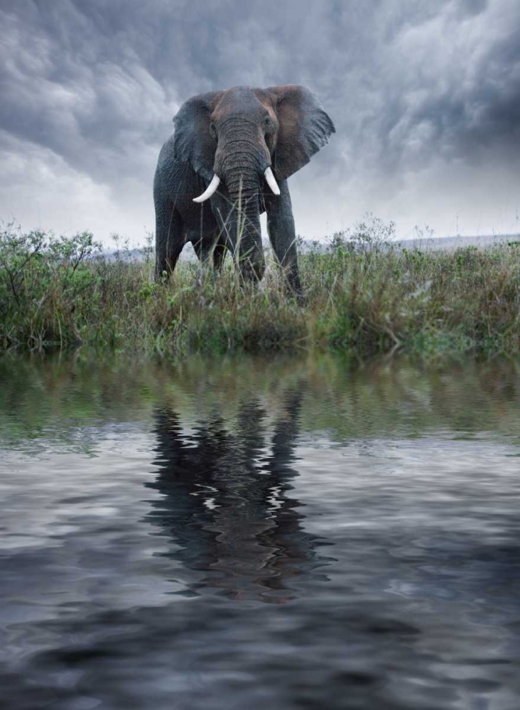 Kenya, Masai Mara Elephant reflecting in water